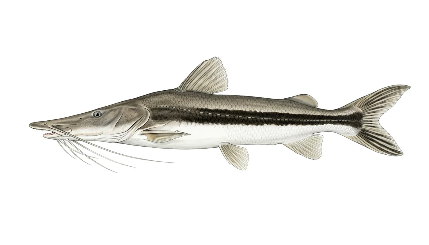 Bagre cucharón