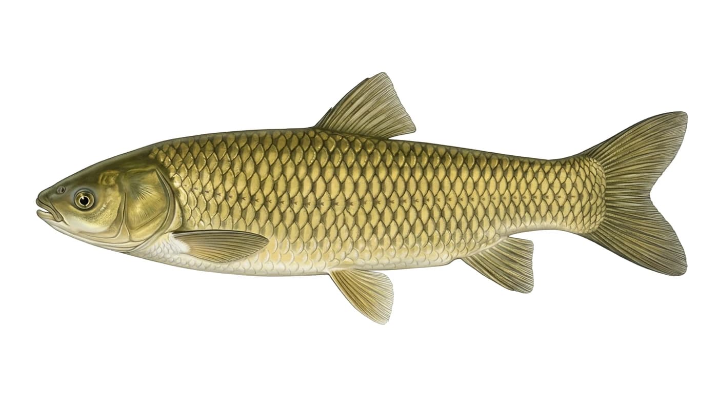 Carpa herbívora (amur)