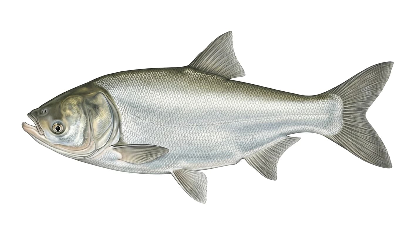 Carpa plateada