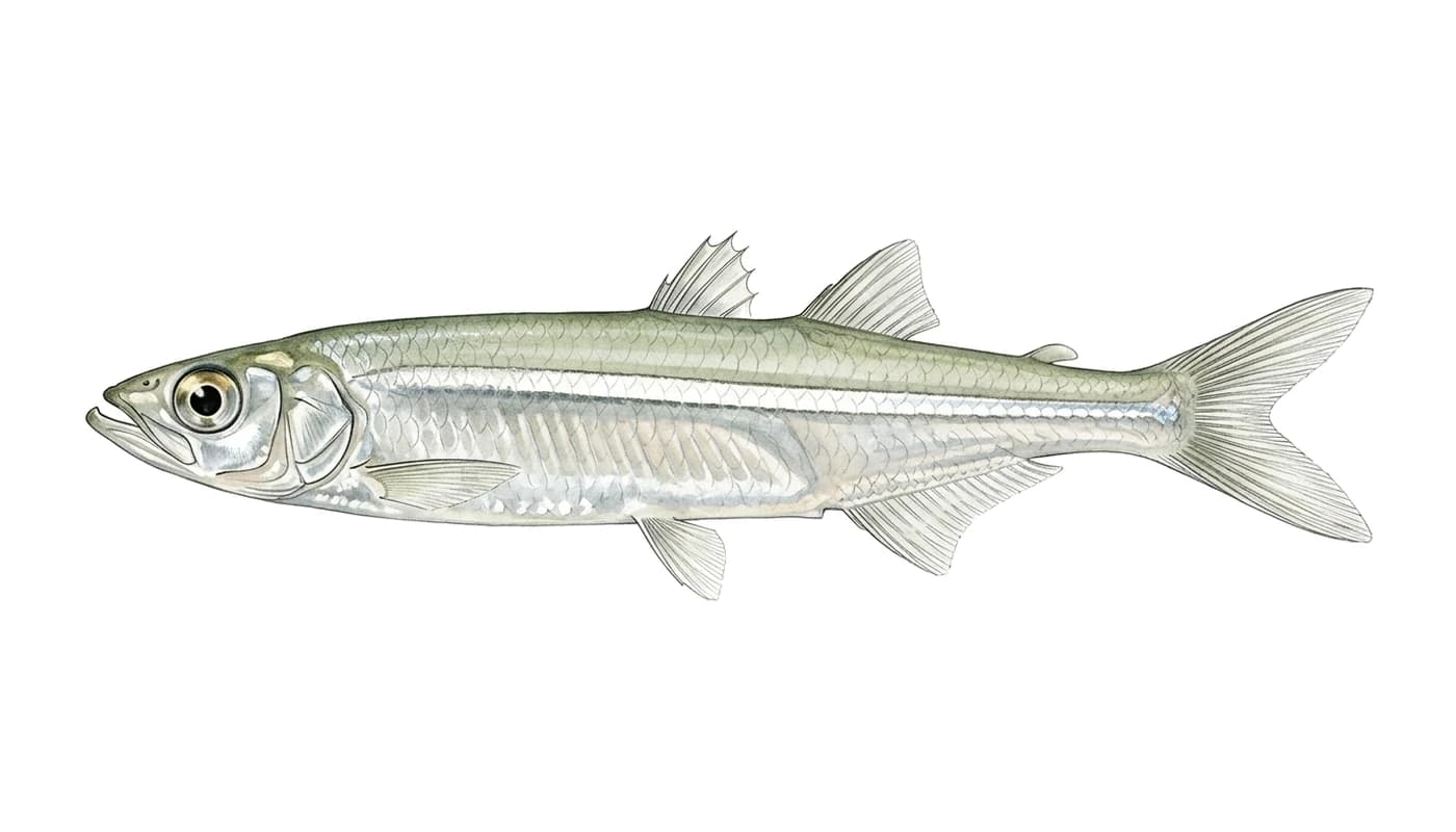 Cornalito