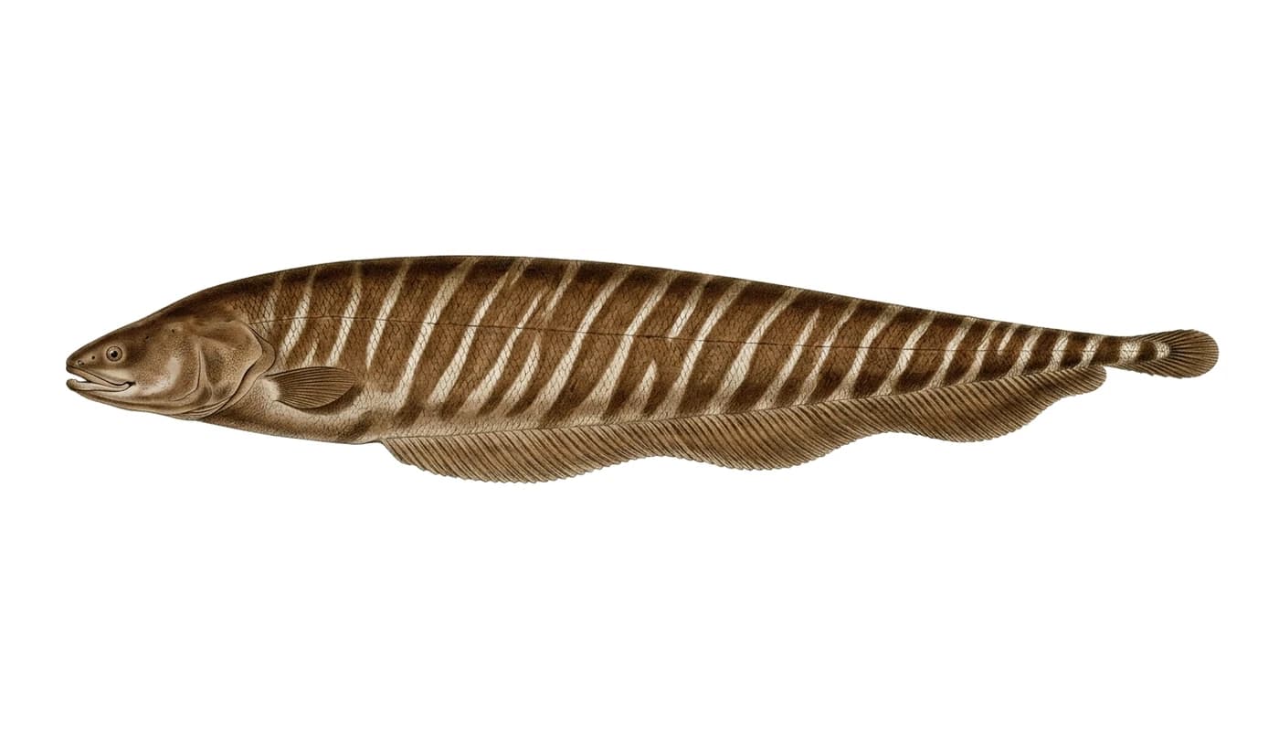 Morena de río