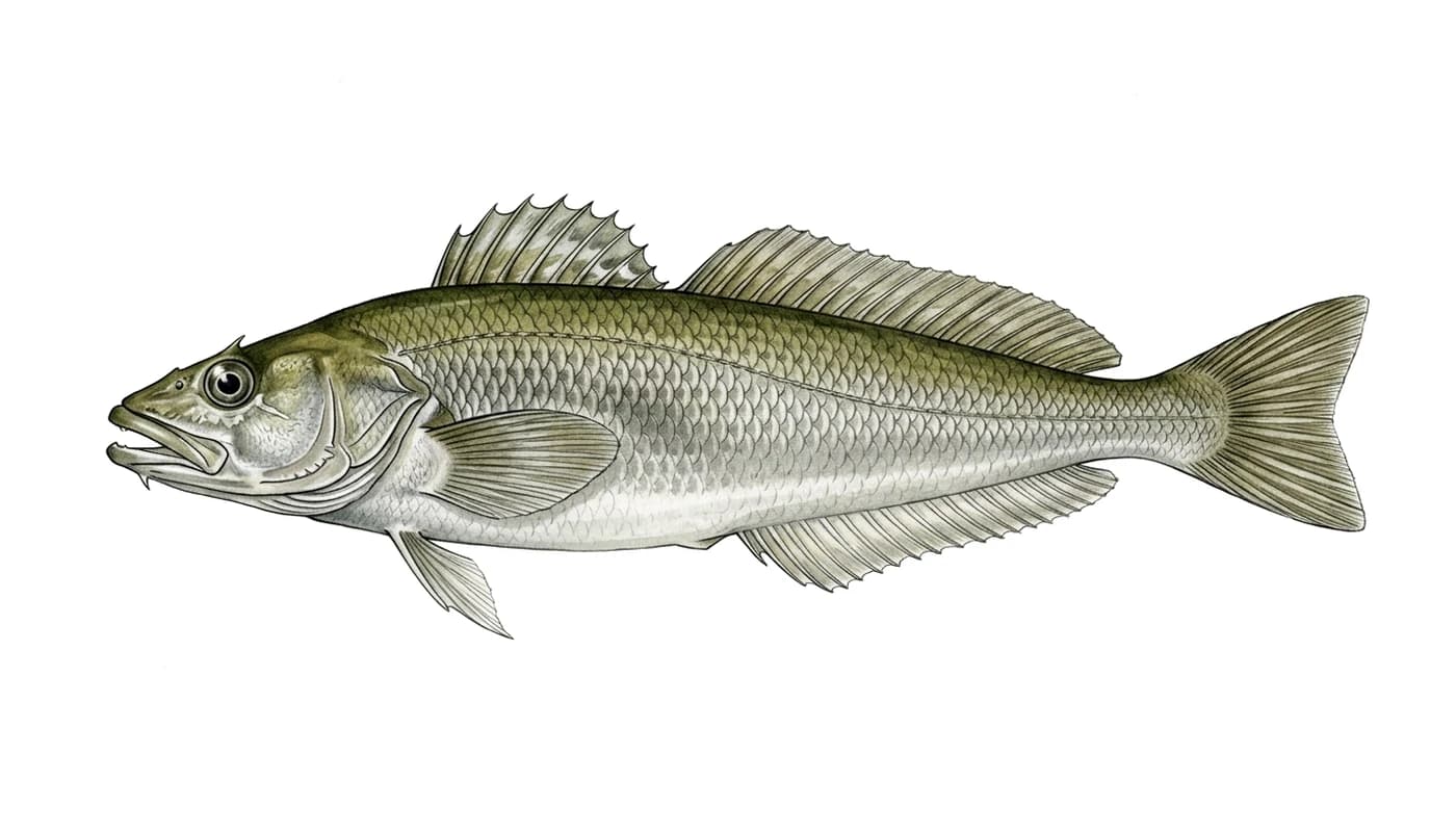 Róbalo patagónico