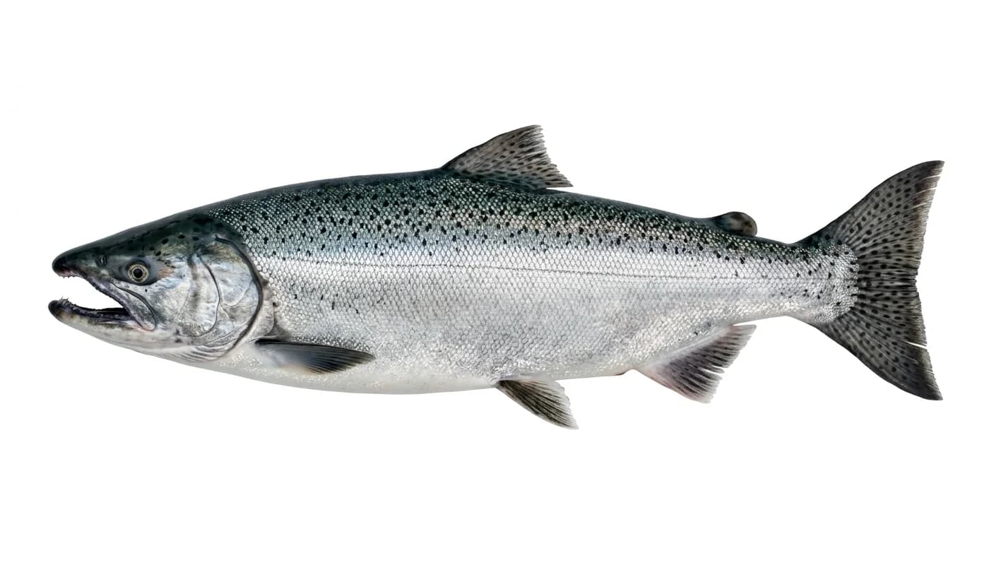 Salmão-chinook