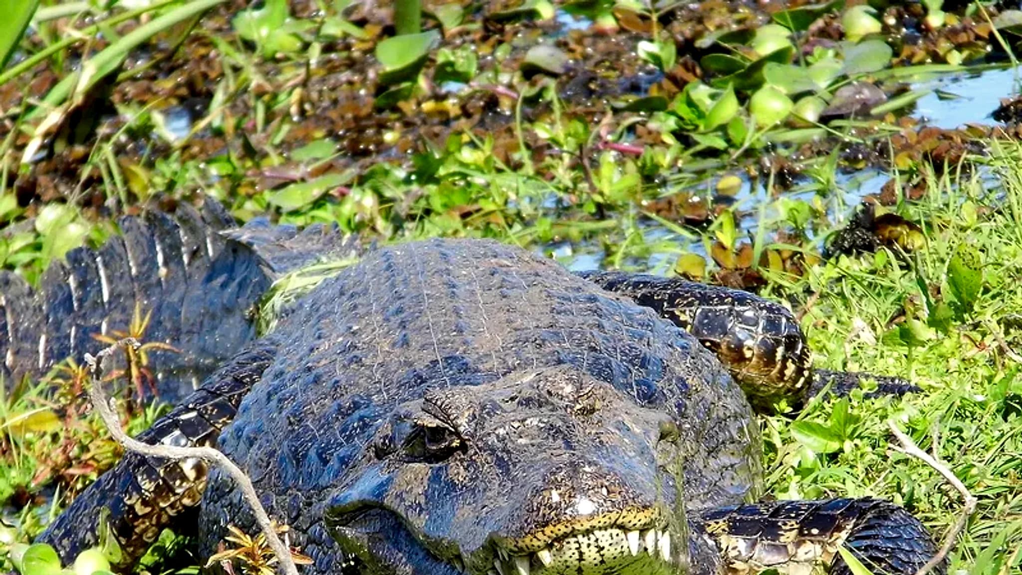 Iberá Wetlands — 3