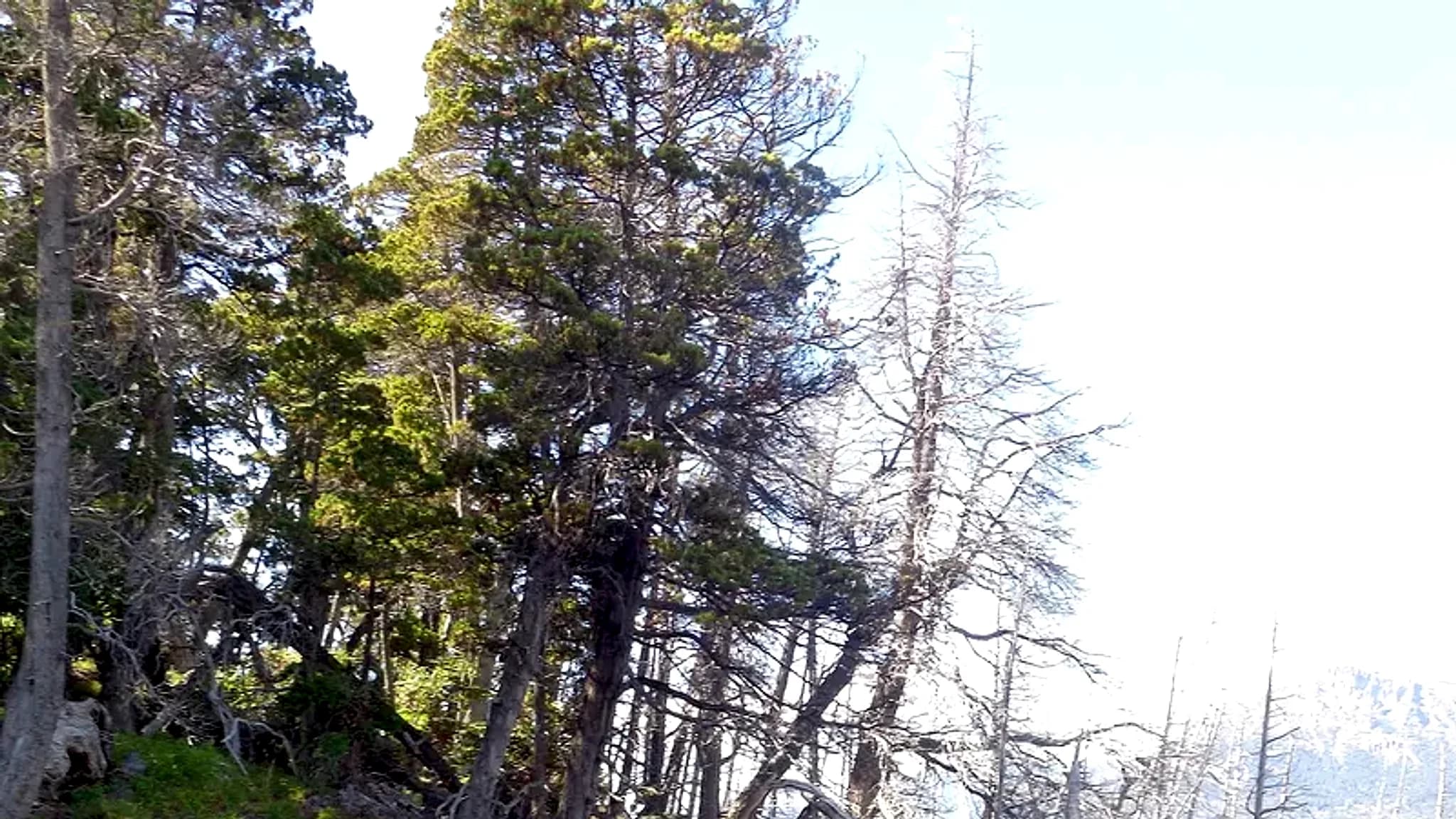 Lago Traful — 1