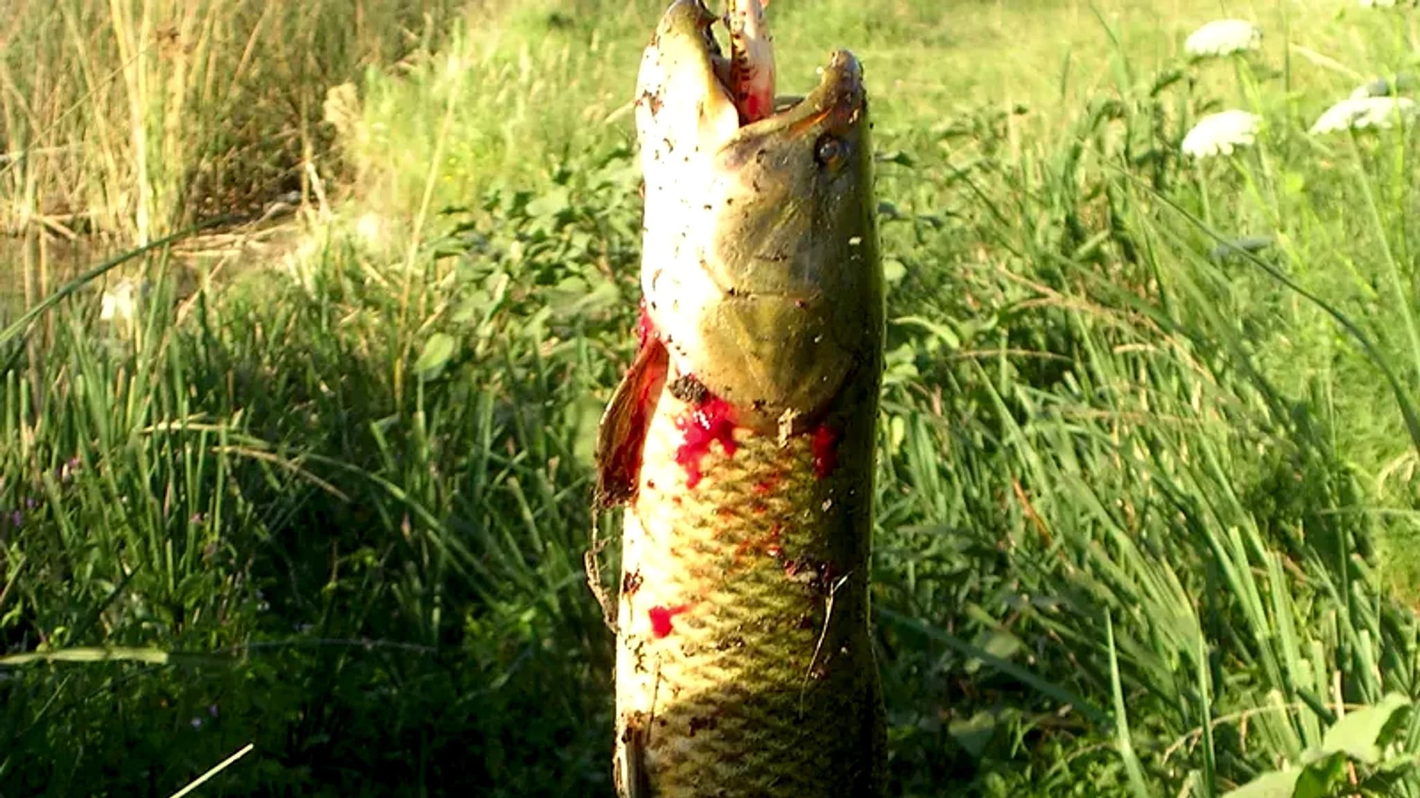 Lagoa Kakel Huincul — 2