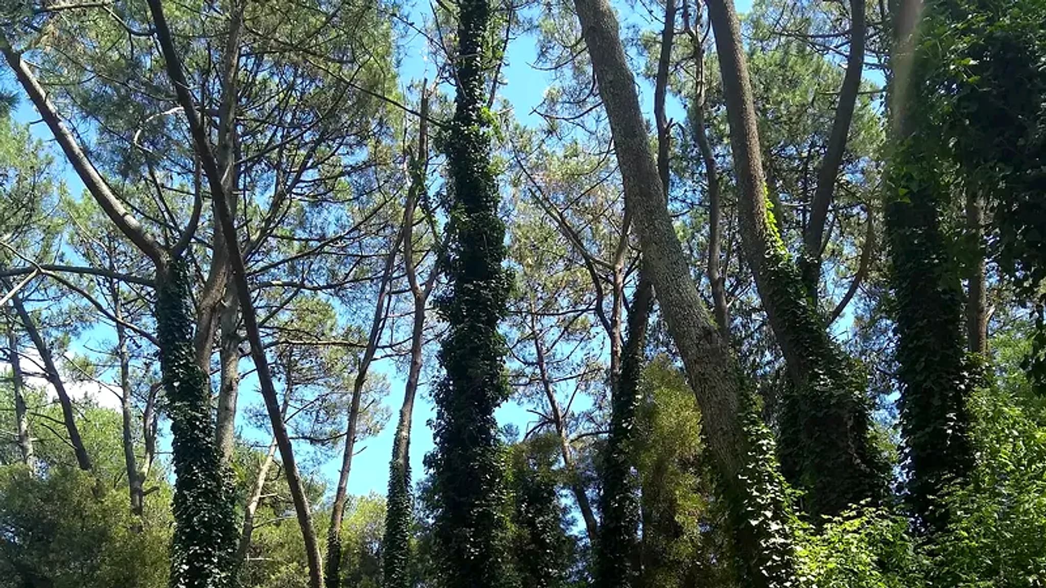 Los Padres Lagoon — 1