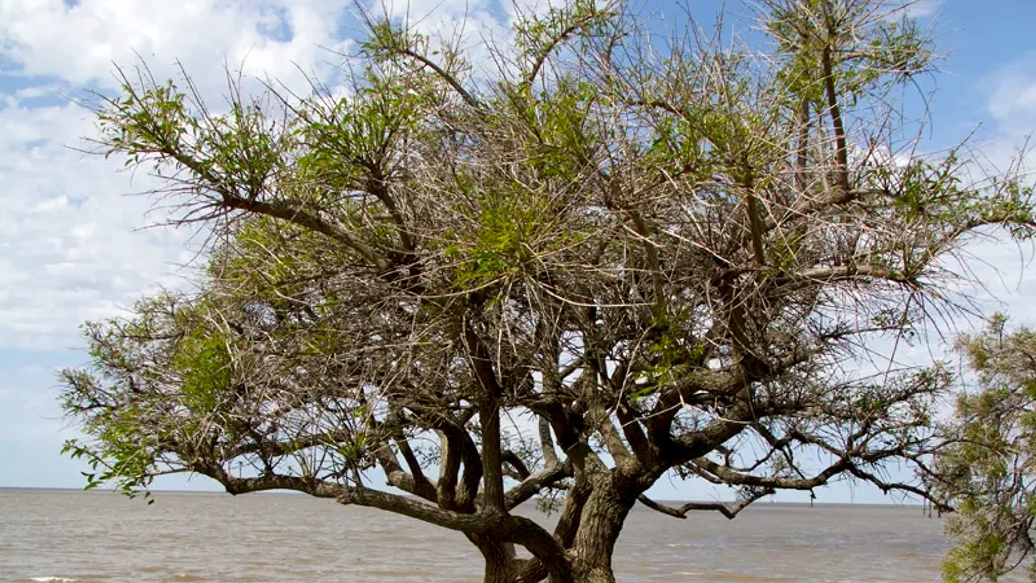 Río de la Plata (Costanera) — 1