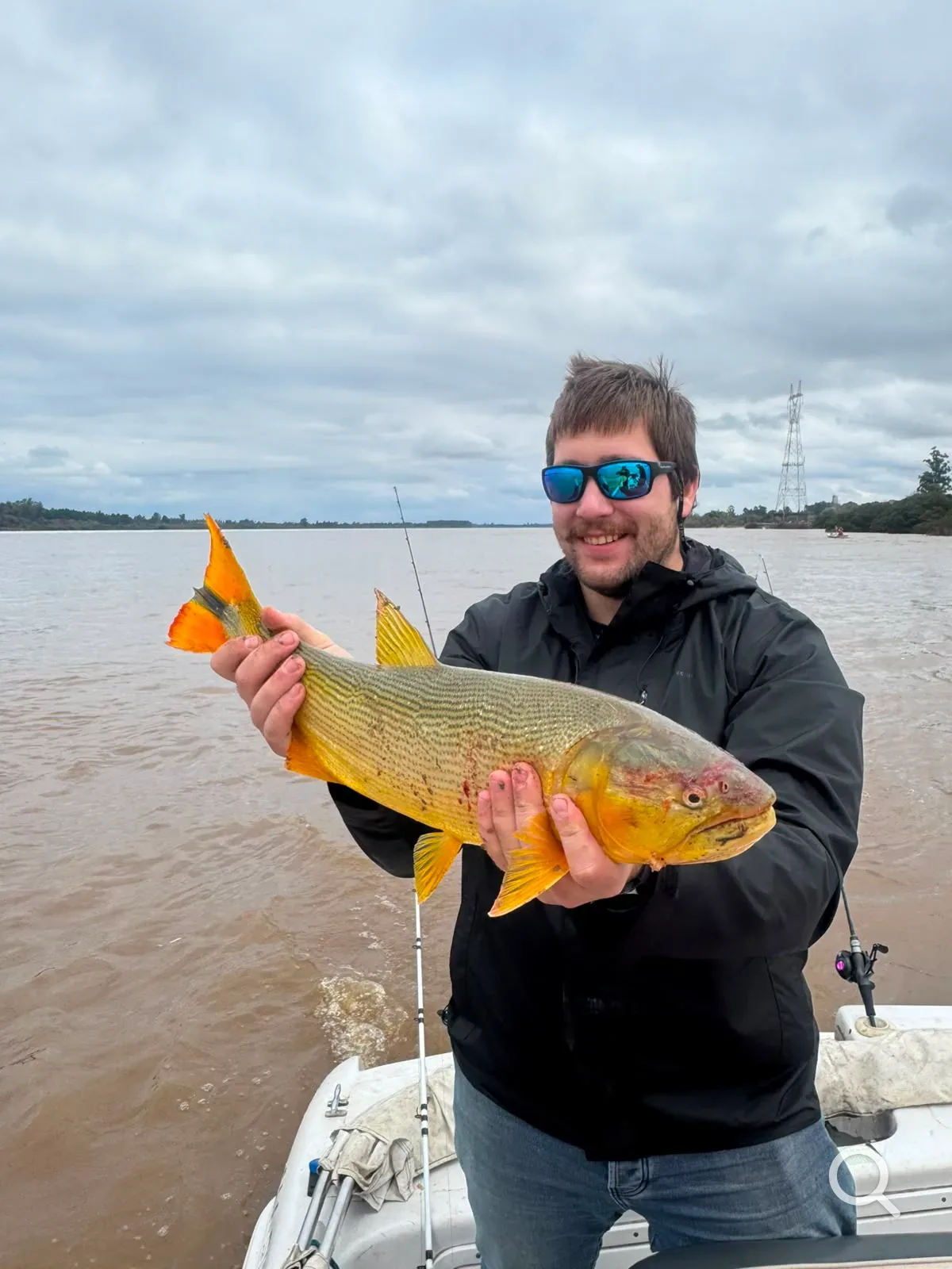 Golden dorado — Concordia