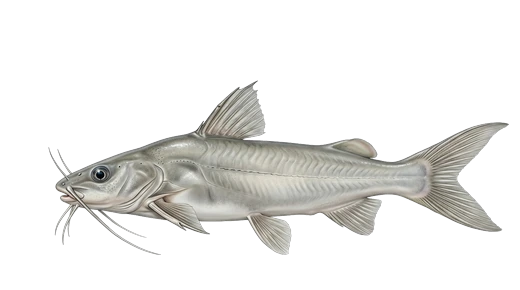 Bagre-branco (moncholo)