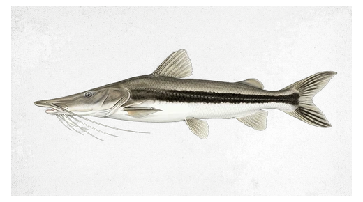 Bagre cucharón