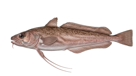 Brótola (red codling)
