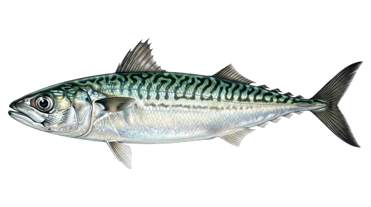 Caballa
