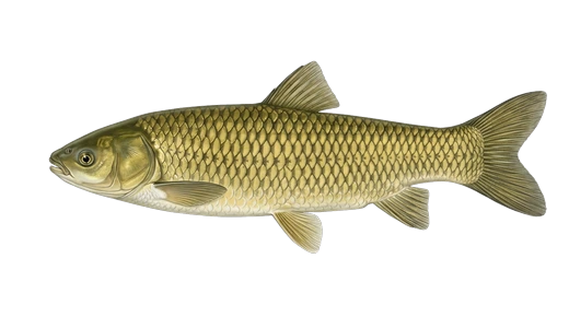 Carpa herbívora (amur)