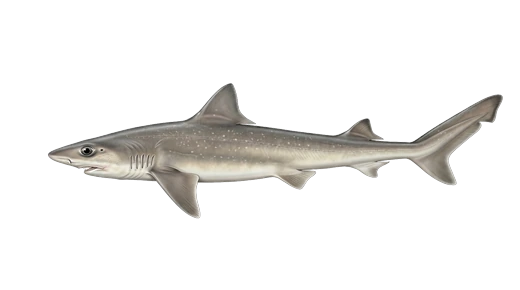 Smoothhound (gatuzo)