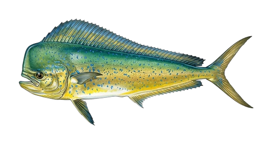 Dorado de mar (mahi)