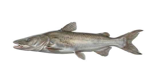 Big-mouth catfish (manduví)