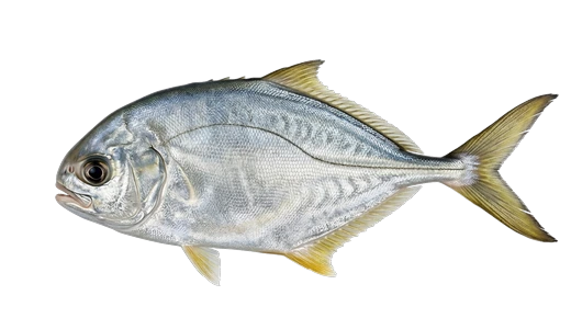 Palometa de mar