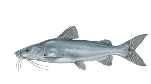 Patí (catfish)