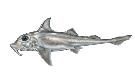 Peixe-galo (peixe-elefante)