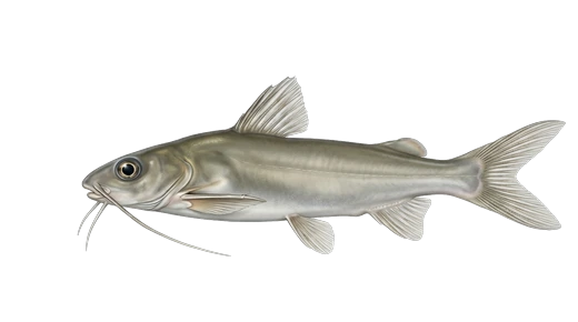 Bagrinho (porteñito)