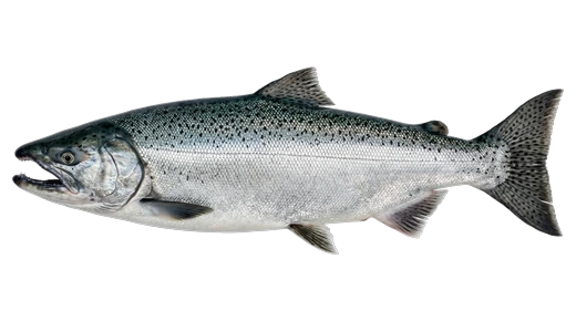 Salmão-chinook