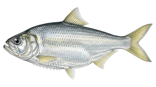 Saraca
