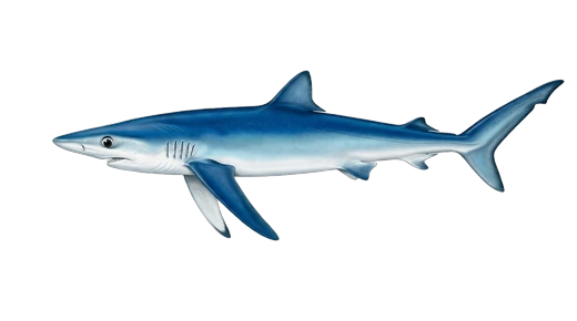 Tiburón azul