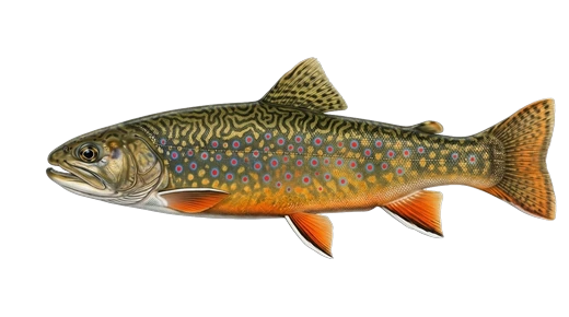 Truta-de-riacho