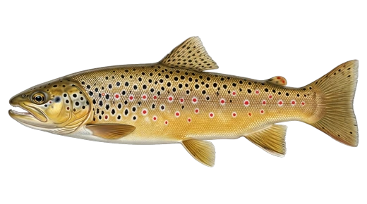 Truta-marrom